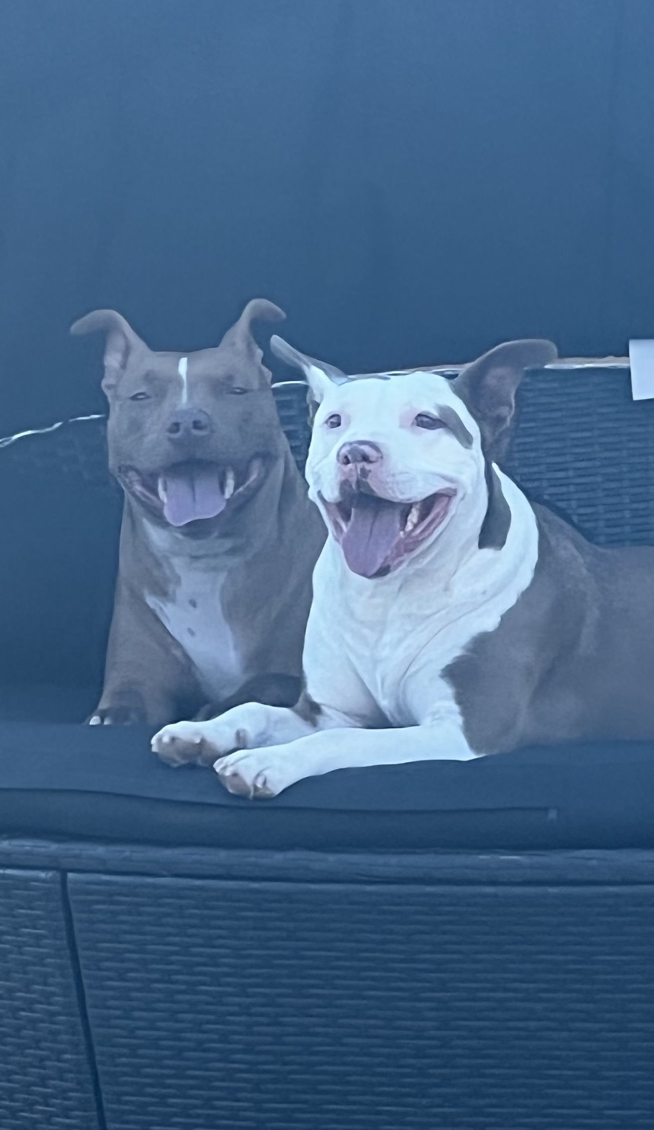 Two happy dogs